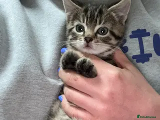 British Shorthair cats Little Tabby Kitten - Advert 4
