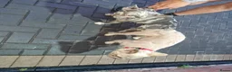 French Bulldog dogs for stud: Fluffy french bulldog stud  - Advert 5