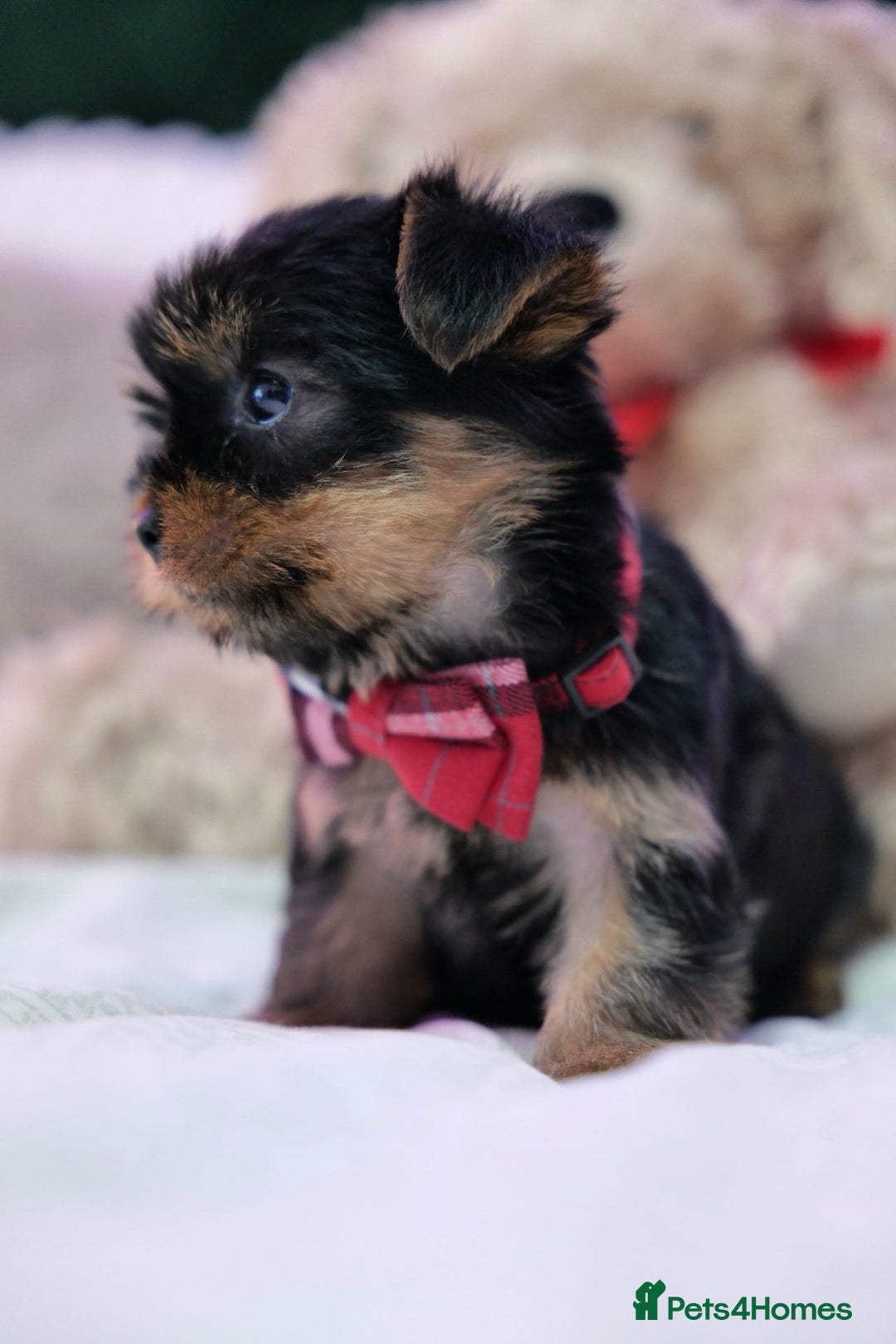 Yorkshire Terrier dogs for sale: Yorkshire Terrier Puppies  - Image 6