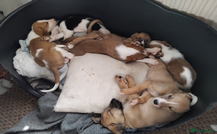Mixed Breed dogs - Advert 15