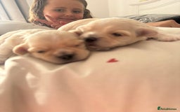 Mixed Breed dogs for sale: Beautiful litter of lhatese baby’s 🥰❤️ - Advert 13