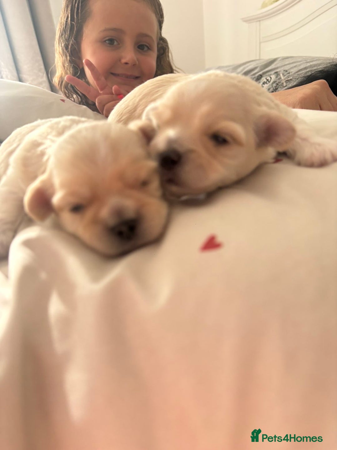 Mixed Breed dogs for sale: Beautiful litter of lhatese baby’s 🥰❤️ - Advert 13