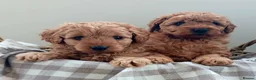 Labradoodle dogs for sale: ✨️F1bb miniture labradoodles✨️ - Advert 2