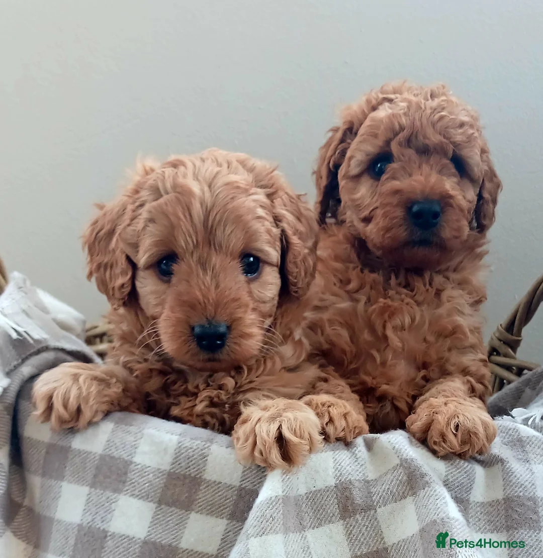 Labradoodle dogs for sale: ✨️F1bb miniture labradoodles✨️ - Advert 2