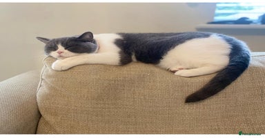 British Shorthair cats - Advert 4