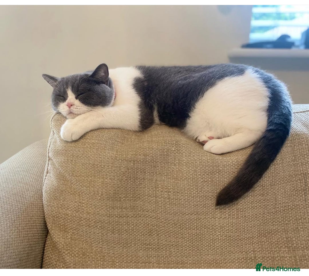British Shorthair cats for sale: British Shorthair Female - Age 6 - Image 2