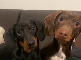 Miniature Dachshund dogs “Squirty Bertie” Stud dog in Swadlincote - Advert 9