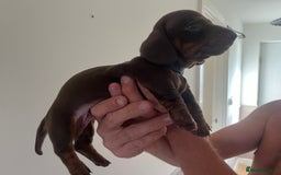 Miniature Dachshund dogs for sale: 2 beautiful miniature dachshunds  - Image 10