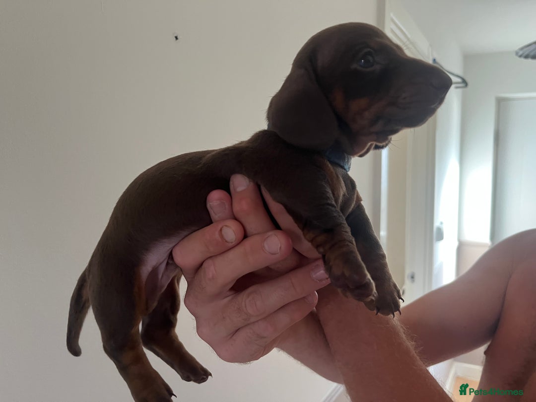 Miniature Dachshund dogs for sale: 2 beautiful miniature dachshunds  - Image 10