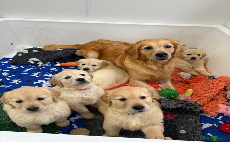 Golden Retriever dogs - Advert 3