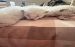Siamese cats for sale: Traditional Siamese baby’s  - Image 6