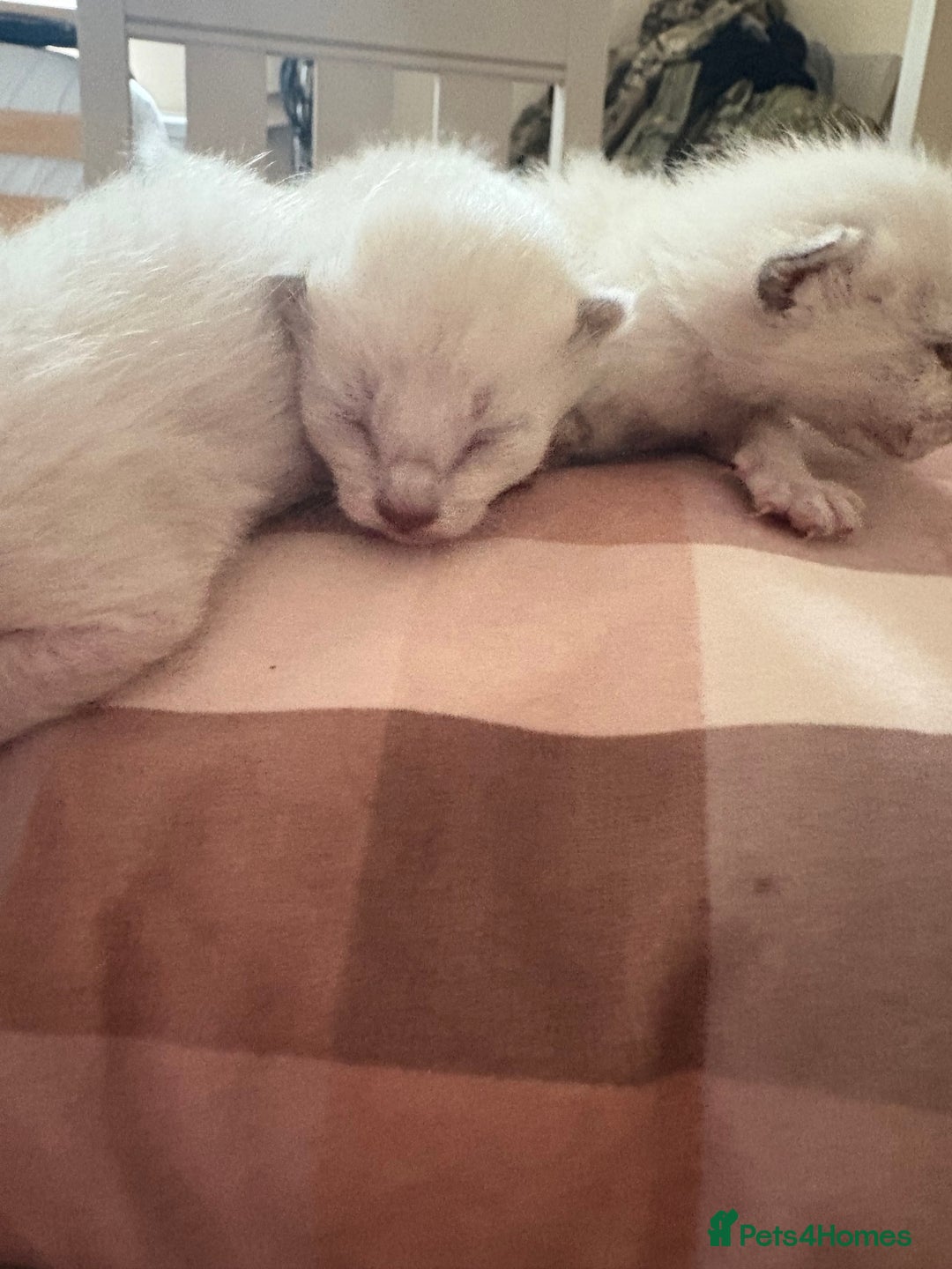 Siamese cats for sale: Traditional Siamese baby’s  - Image 6