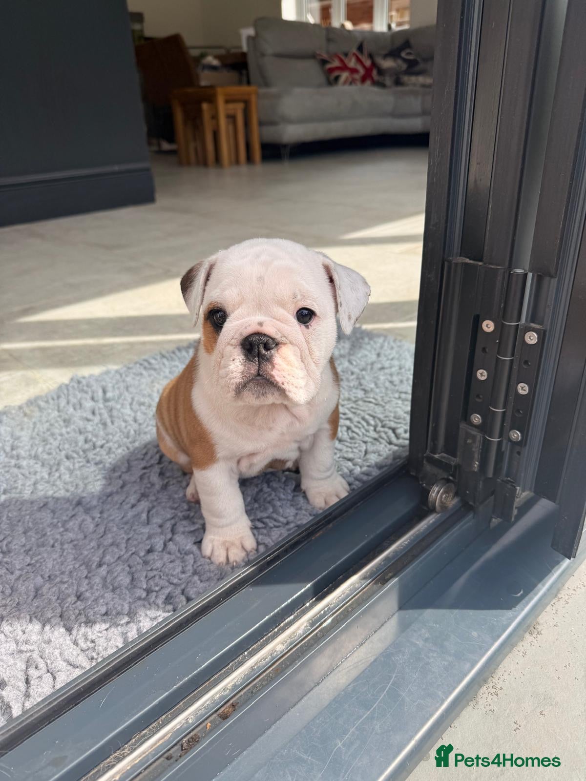 English Bulldog dogs 🐾KC reg Red & White English Bulldog 🐶 - Advert 2