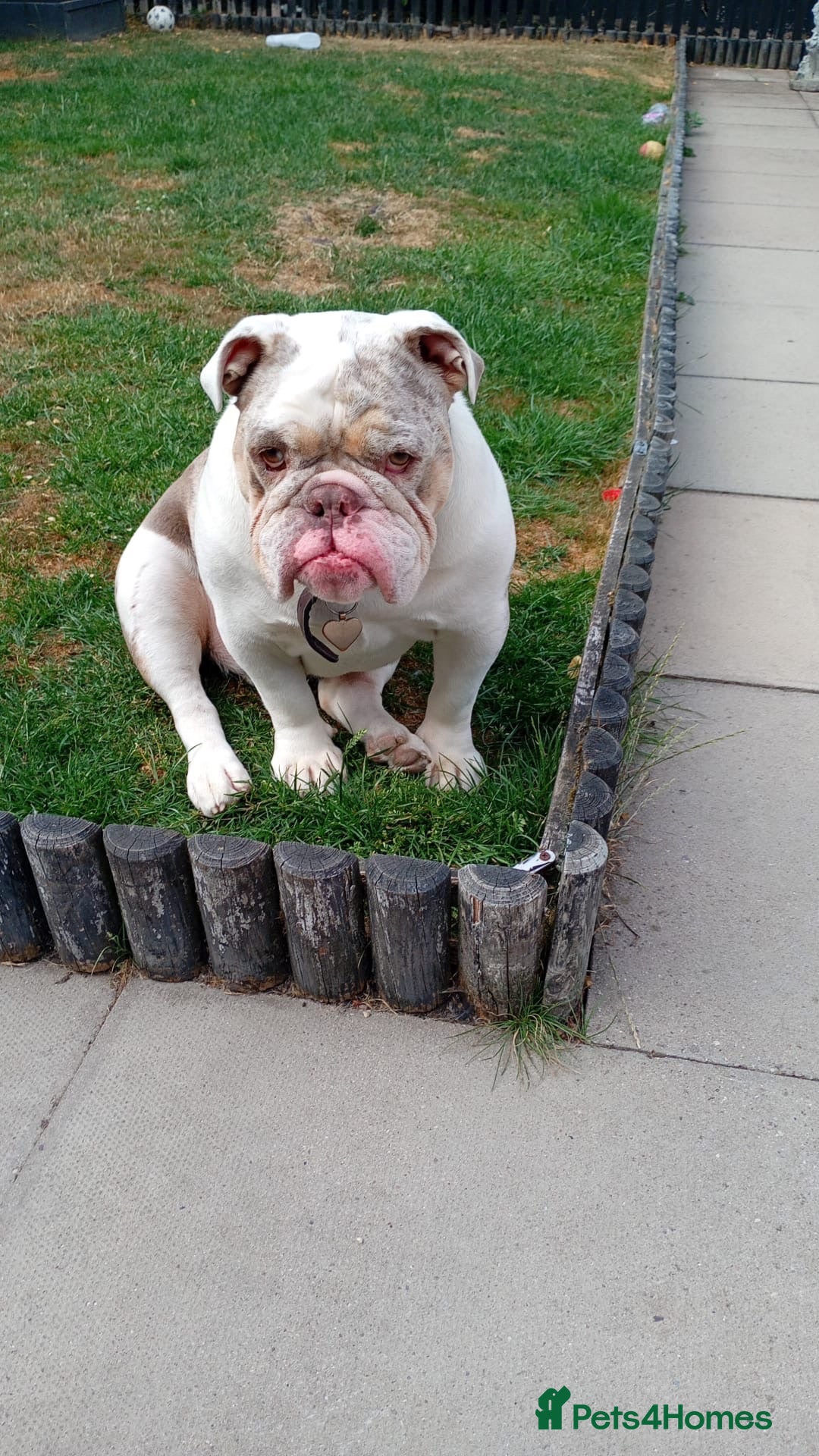 English Bulldog dogs Male English bulldog  - Advert 2