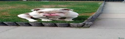 English Bulldog dogs for sale: Male English bulldog  - Advert 1