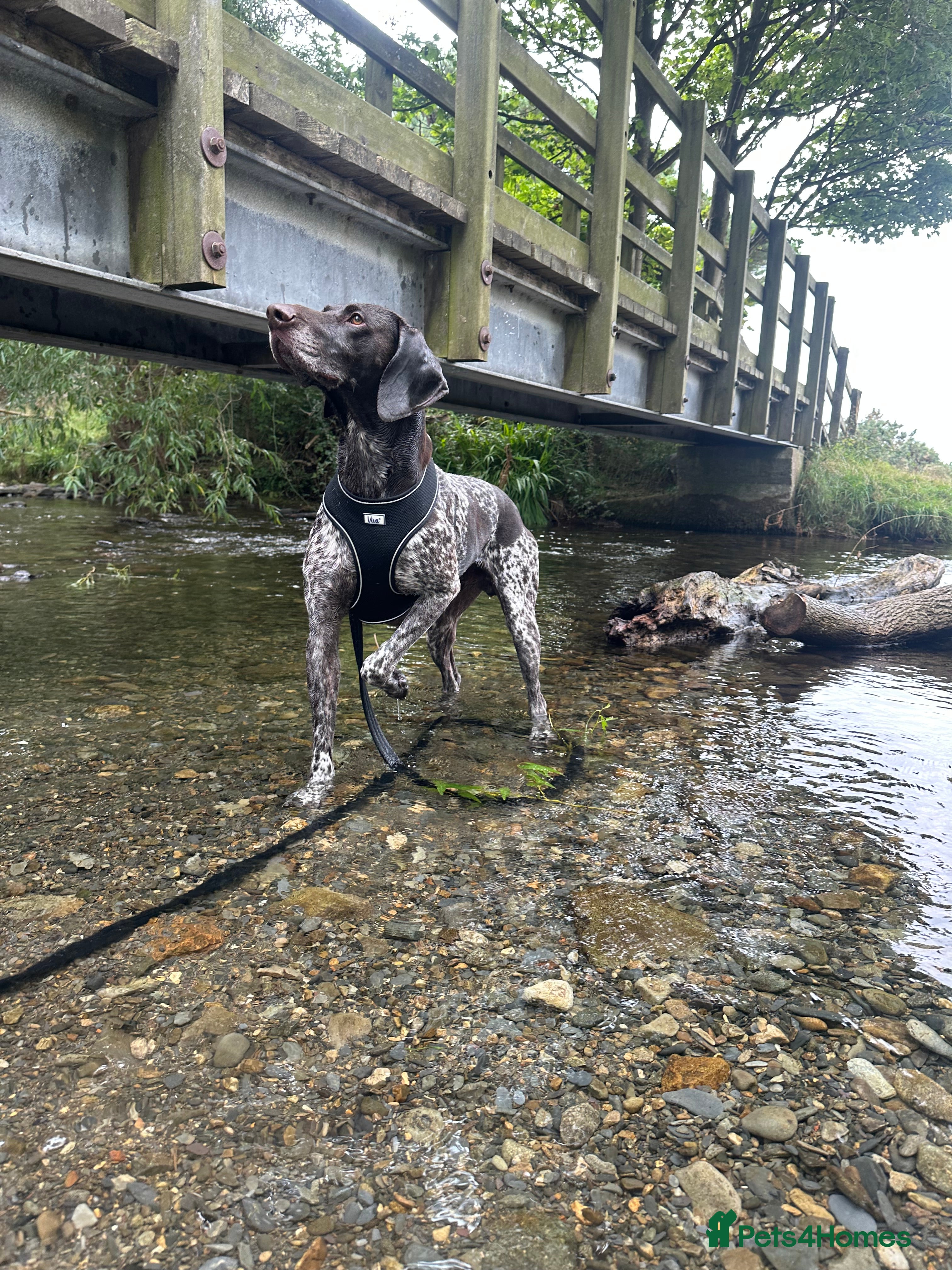 German Shorthaired Pointer dogs Rehoming  - Advert 18