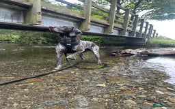 German Shorthaired Pointer dogs for sale: Rehoming  - Image 1