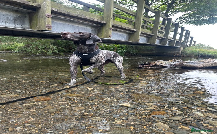 German Shorthaired Pointer dogs - Advert 1