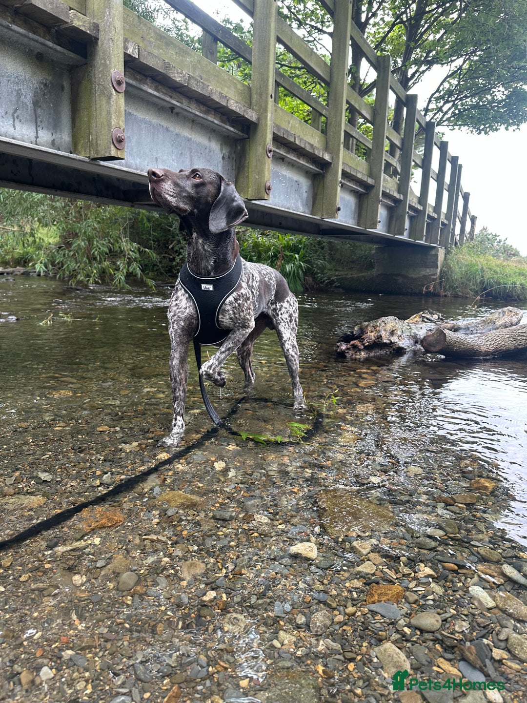 German Shorthaired Pointer dogs for sale: Rehoming  - Image 1