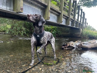 German Shorthaired Pointer dogs - Advert 7