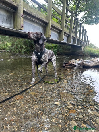 German Shorthaired Pointer dogs - Advert 7