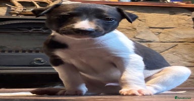 Whippet dogs - Advert 9