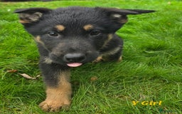 German Shepherd dogs for sale: Beautiful German shepherd puppies  - Image 10