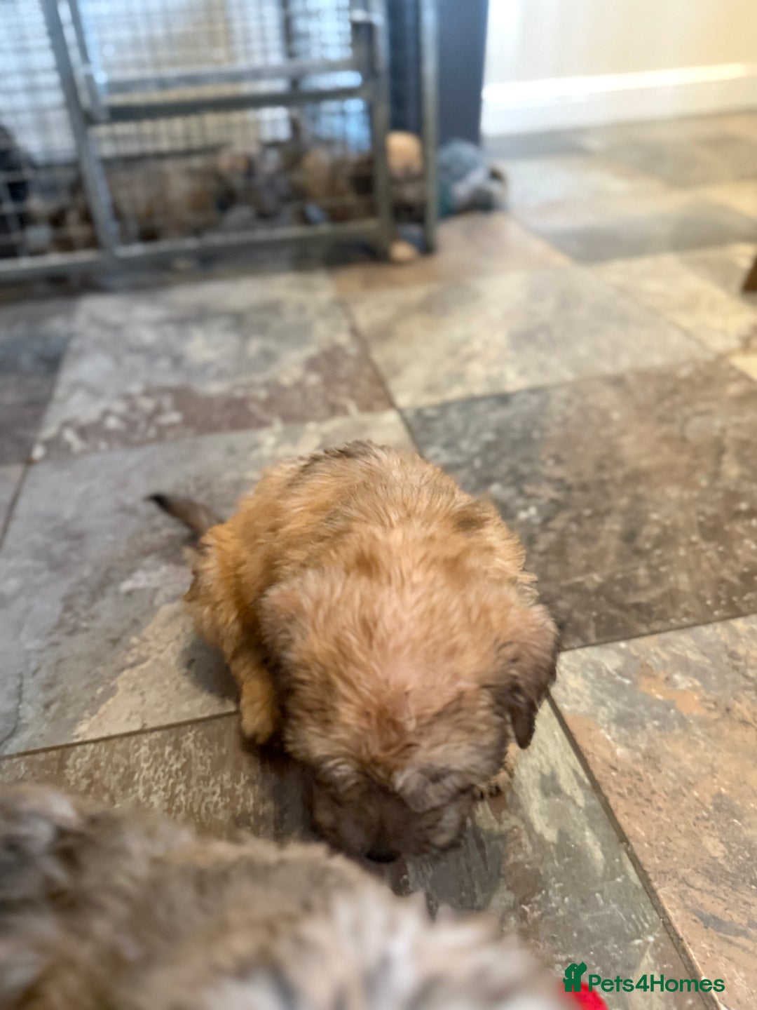 Glen of Imaal Terrier dogs for sale: Glen of Imaal terrier puppies - Advert 20