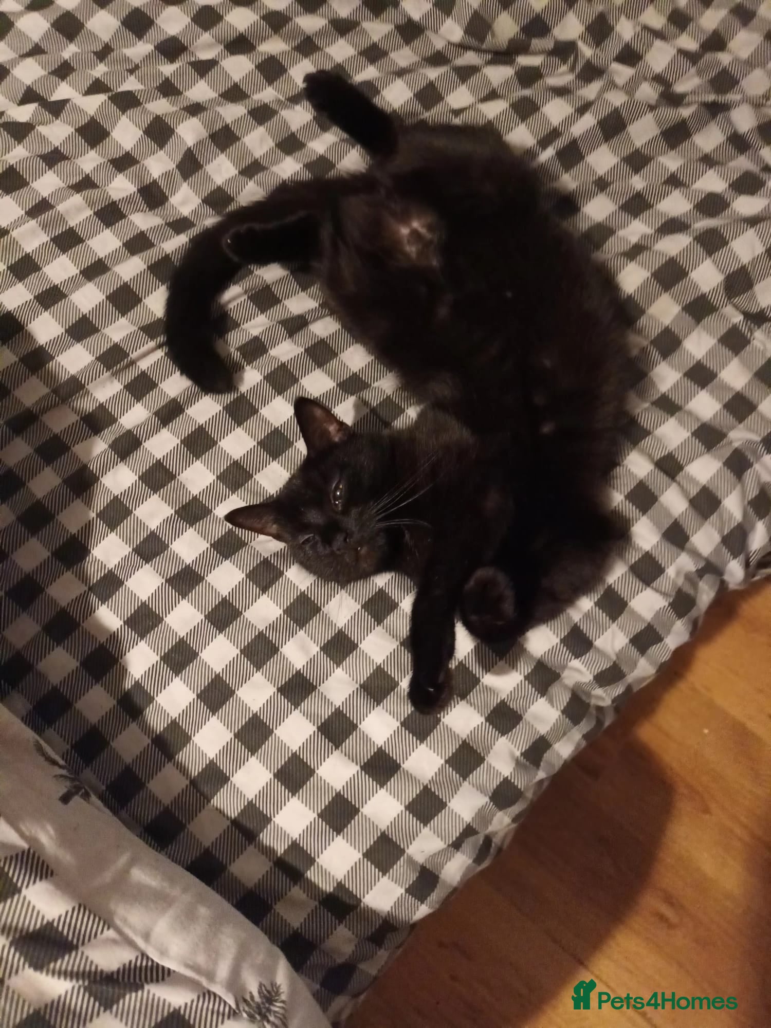 British Shorthair cats 3 Black/ghost tabby kittens - Advert 3