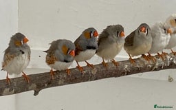 Finches birds for sale: Star finch, Bengalese, Gouldian,  zebra, Java spar - Advert 3