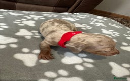 Dachshund dogs for sale: Beautiful dachshund pups  - Image 8