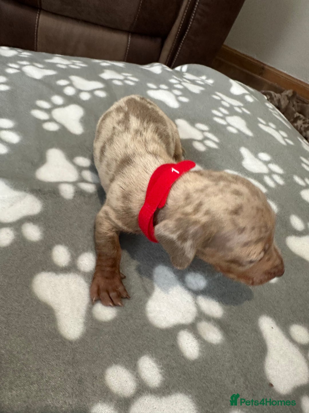 Dachshund dogs for sale: Beautiful dachshund pups  - Image 8