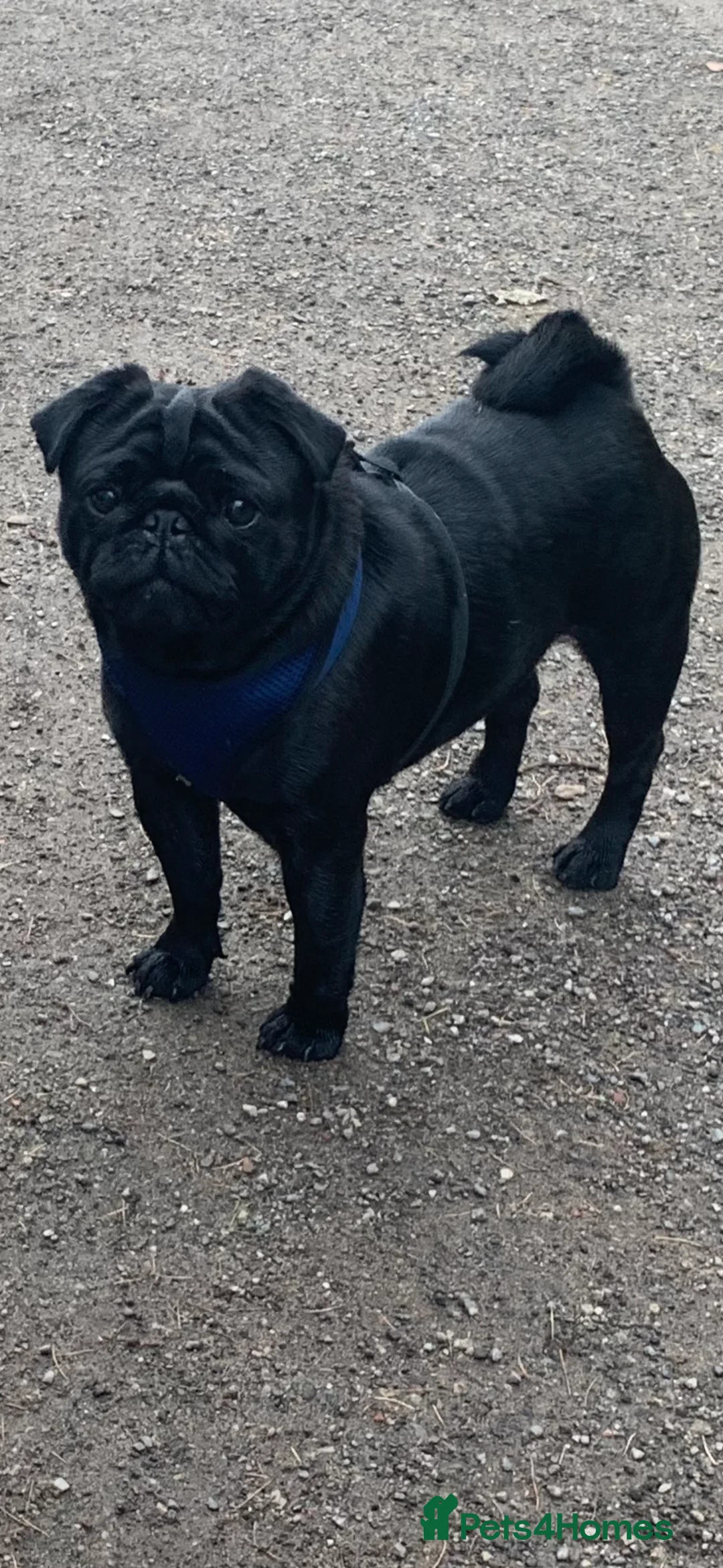 Pug dogs for stud: Pug for stud PDE clear (proven) in Saint Helens - Advert 7
