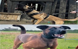 Belgian Shepherd Dog dogs for sale: Belgium malinois pups  - Advert 10