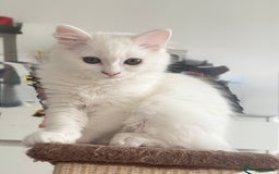 Persian cats for sale: Fluffy indoor kittens-Persian&Main Coon cross  - Image 24