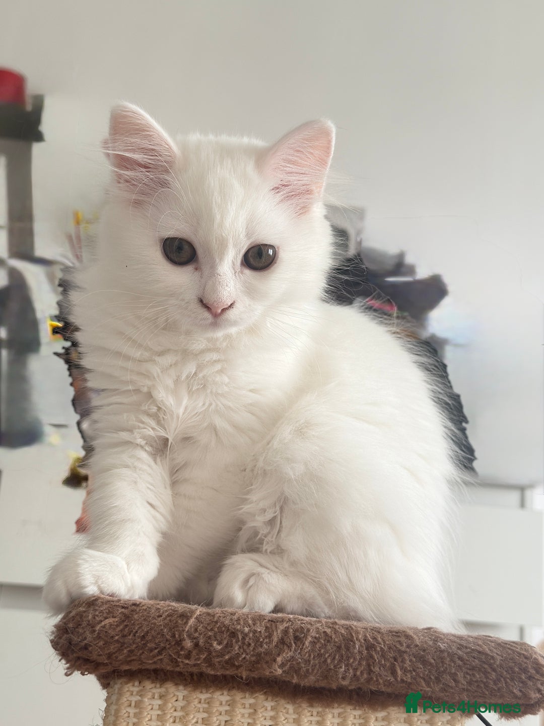 Persian cats for sale: Fluffy indoor kittens-Persian&Main Coon cross  - Image 24