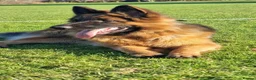 German Shepherd dogs for stud:     Exceptional Long Coat German Shepherd Stud 🐾 - Advert 3