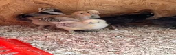 Mixed Breed poultry for sale: Ducks, ducklings, pullets, chicks - Advert 11