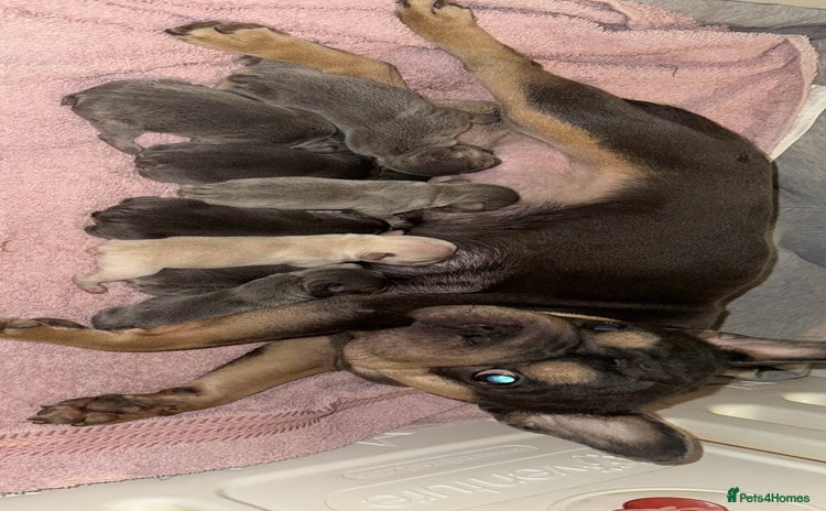 French Bulldog dogs - Advert 1