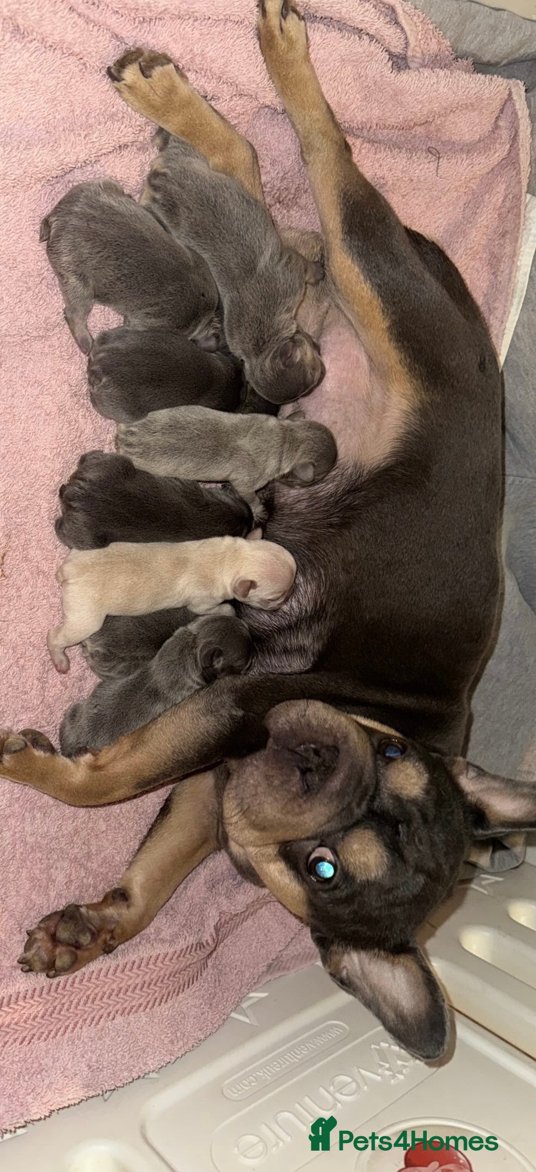 French Bulldog dogs for sale: BLUE & CREAM/TAN Isabella/pink carrying. - Image 1