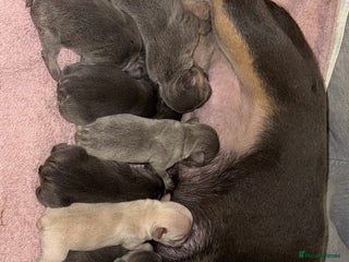 French Bulldog dogs - Advert 1