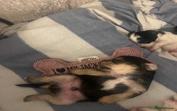 Mixed Breed dogs for sale: Adorable jackacavapoo puppies only 2 left  - Image 4