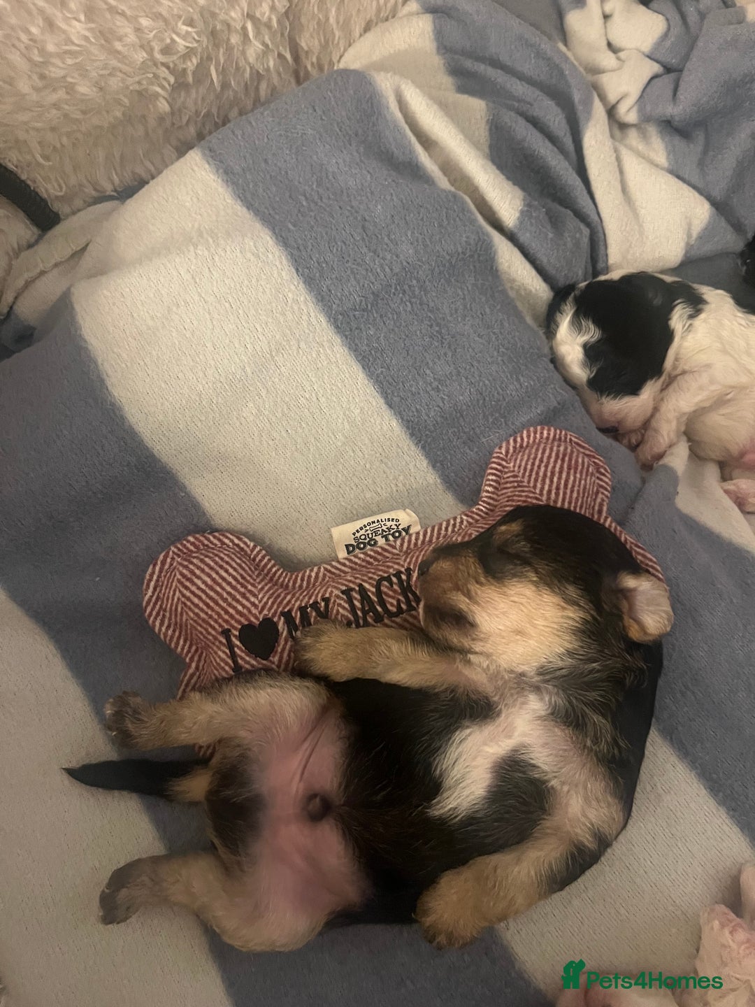 Mixed Breed dogs for sale: Adorable jackacavapoo puppies only 2 left  - Image 4