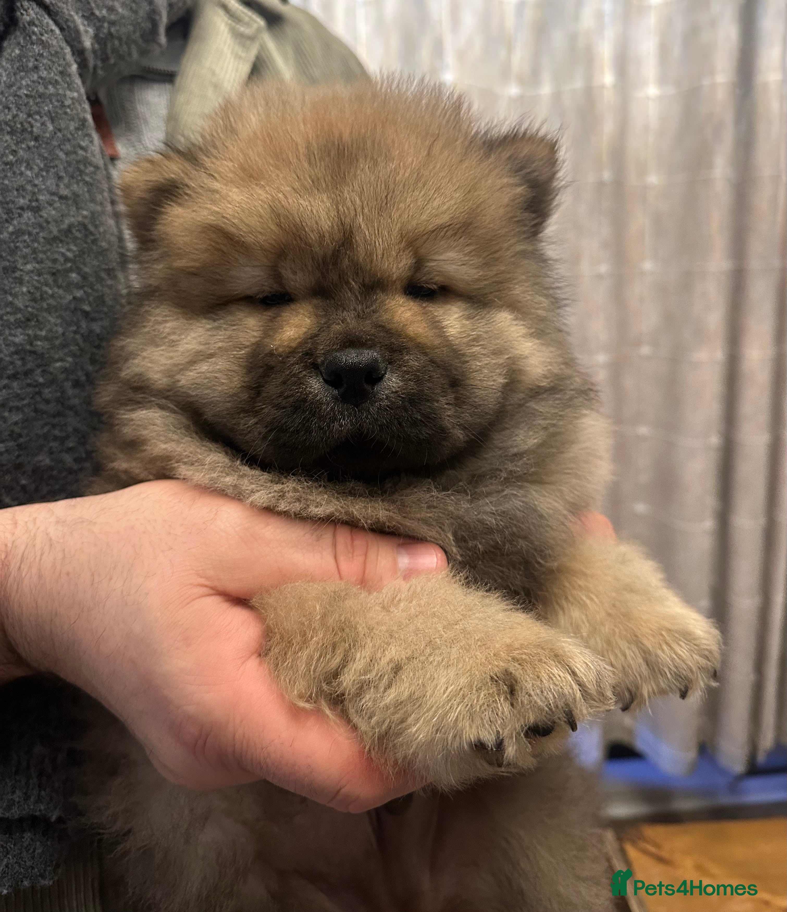 Chow Chow dogs Stunning KC registered Chow Chow puppies  - Advert 2