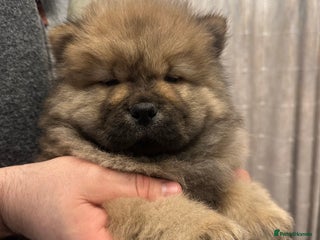 Chow Chow dogs Stunning KC registered Chow Chow puppies - Advert 2