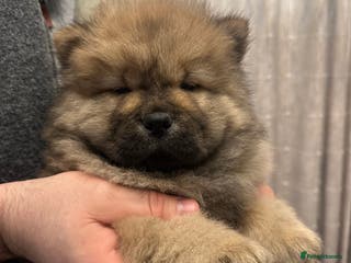 Chow Chow dogs Stunning KC registered Chow Chow puppies - Advert 2