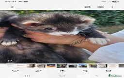 Ferret rodents for sale: Male ferret - Image 1