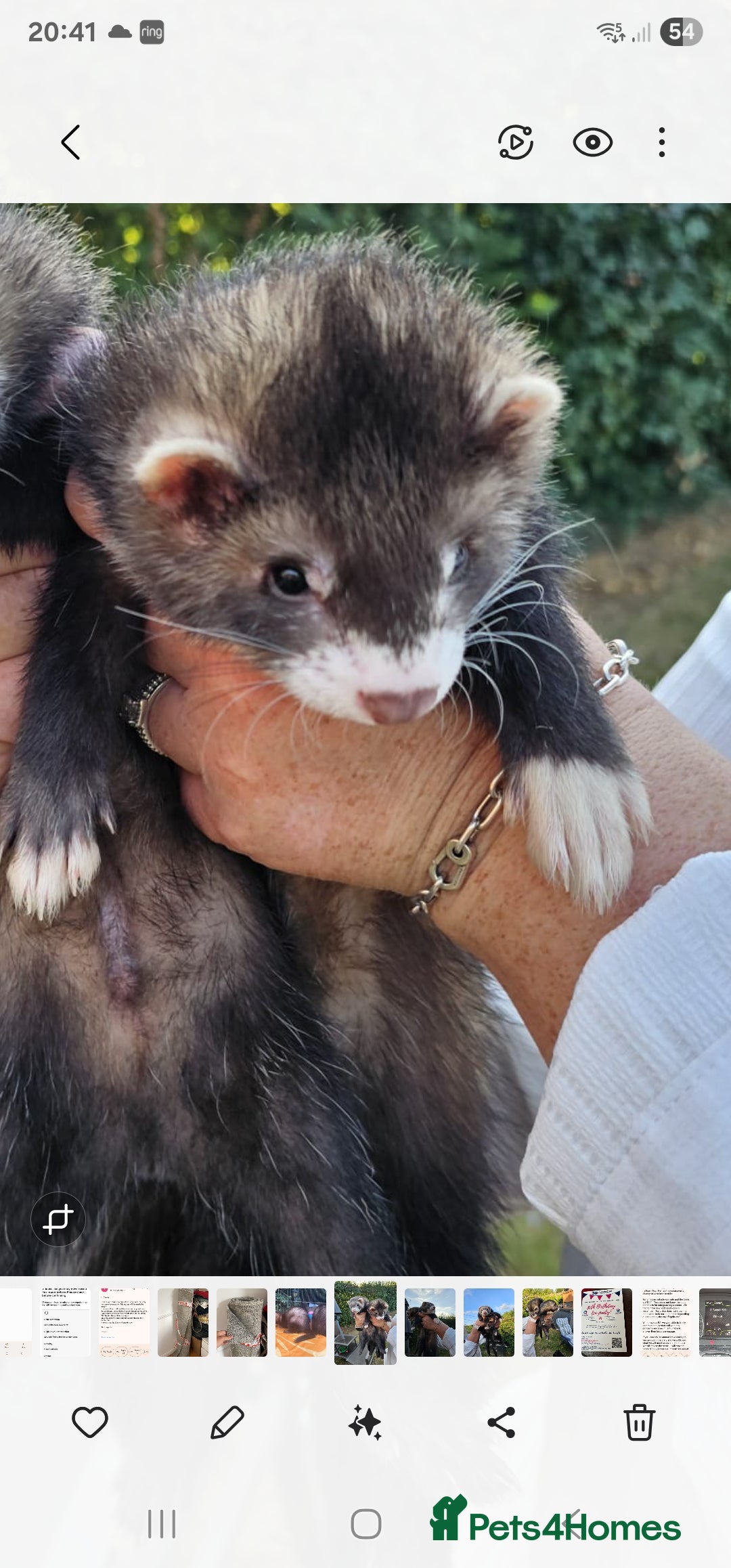 Ferret rodents for sale: Male ferret - Image 1