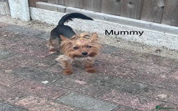 Yorkshire Terrier dogs for sale: Tiny Yorkshire Terriers - Image 8