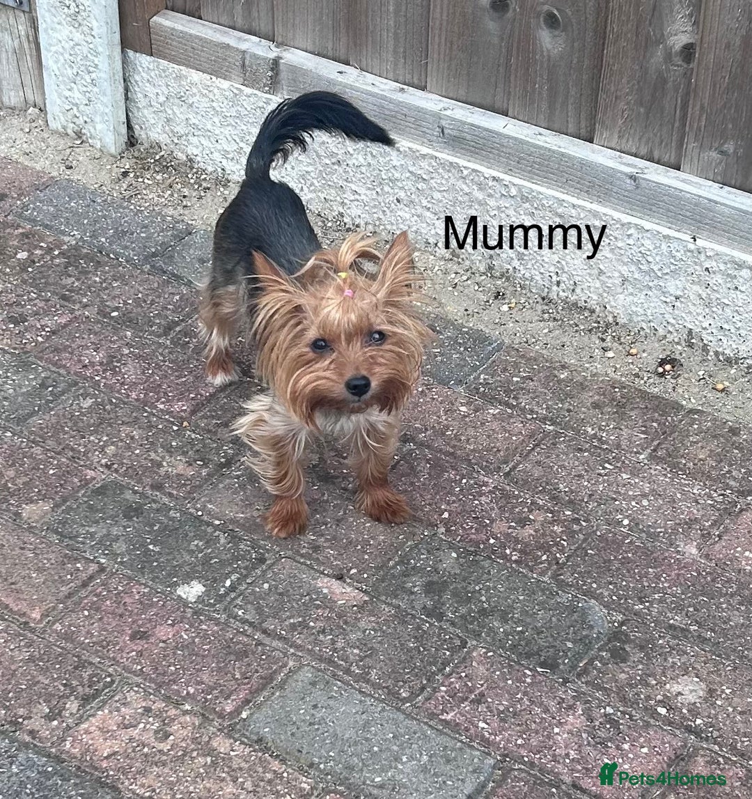 Yorkshire Terrier dogs for sale: Tiny Yorkshire Terriers - Image 8